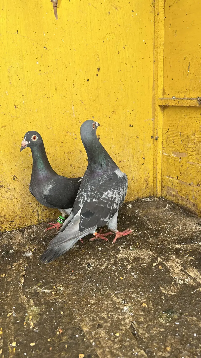 Qasid Pigeon — photo 5