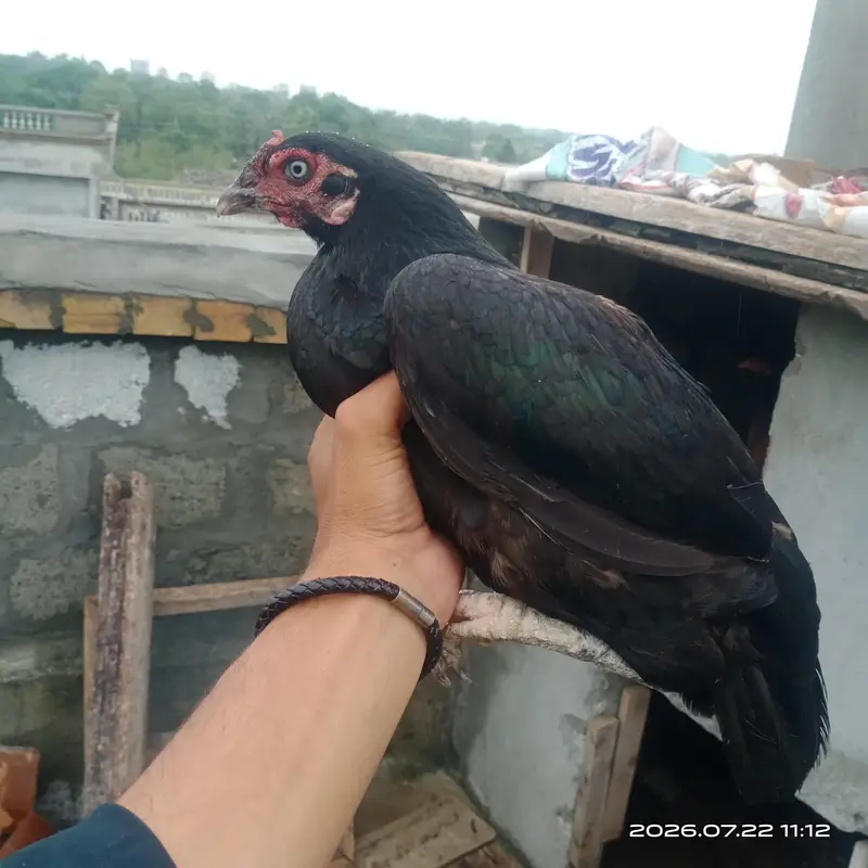 1 madi 3500 ki ha — photo 2
