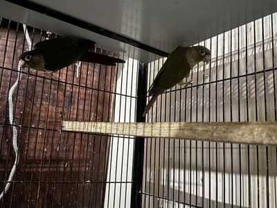 green chick Into pineapple conure