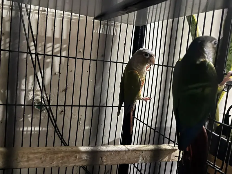 green chick Into pineapple conure — photo 2