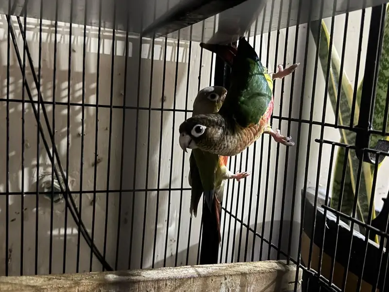 green chick Into pineapple conure — photo 3