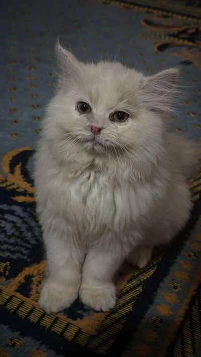 Persian cat for sale