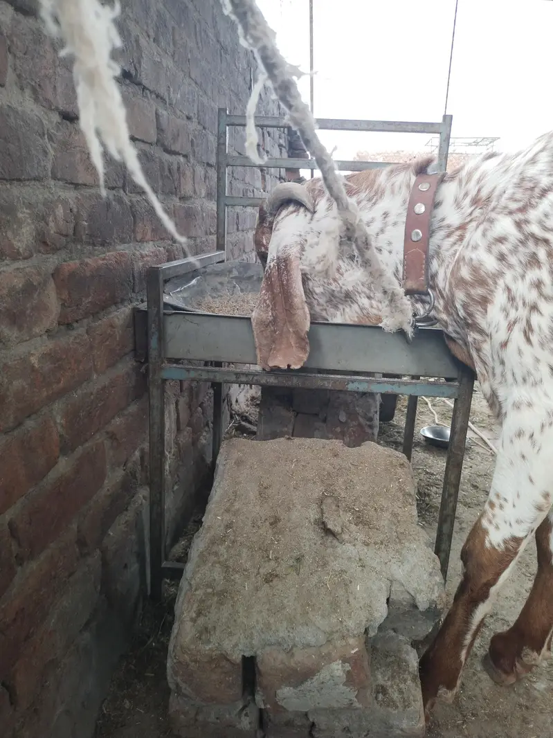 بیتل مکھی چینا بکرا — photo 2