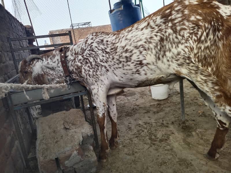 بیتل مکھی چینا بکرا 2
