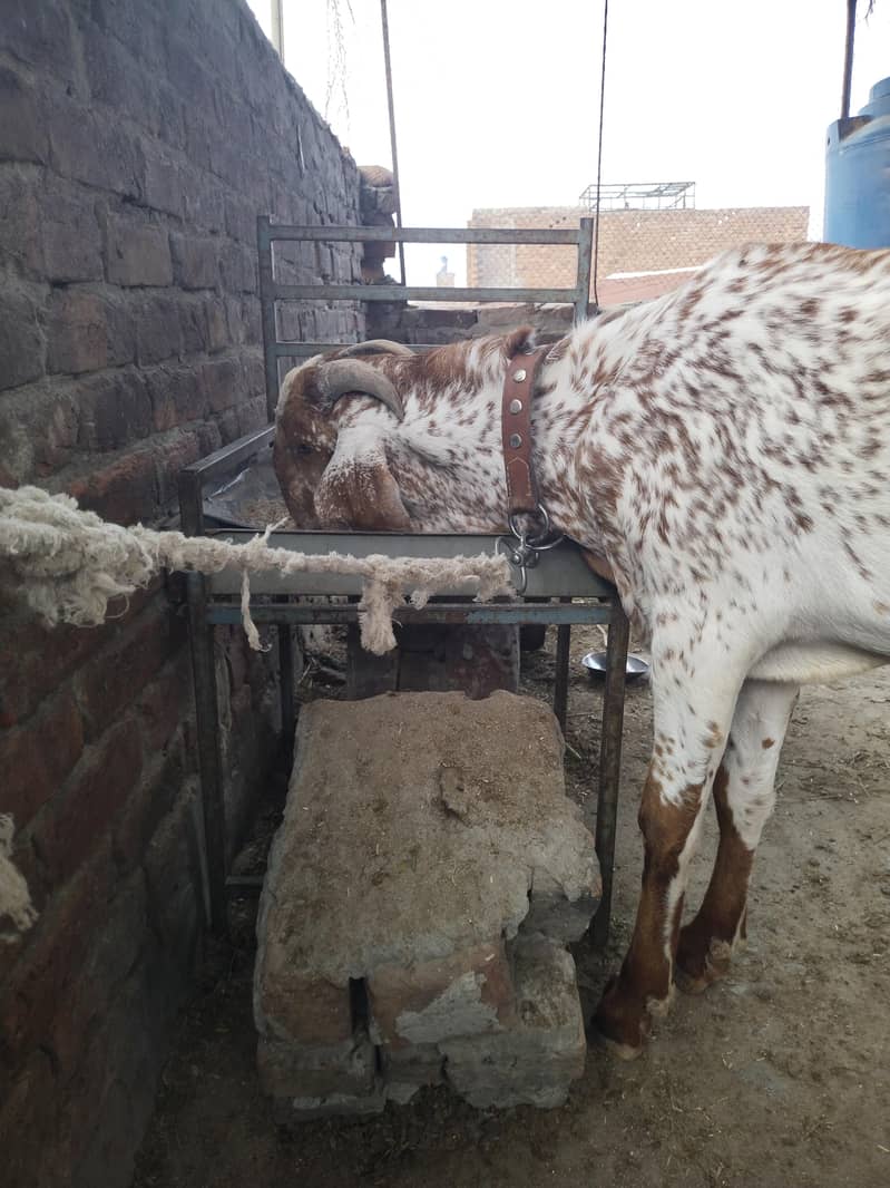 بیتل مکھی چینا بکرا 3