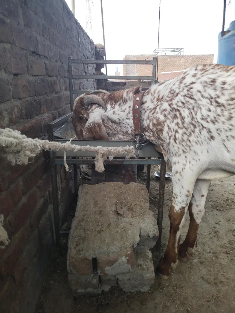 بیتل مکھی چینا بکرا — photo 4