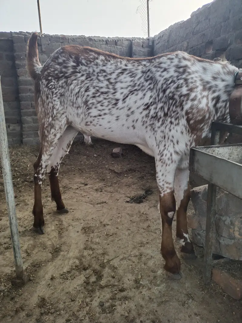 بیتل مکھی چینا بکرا — photo 5