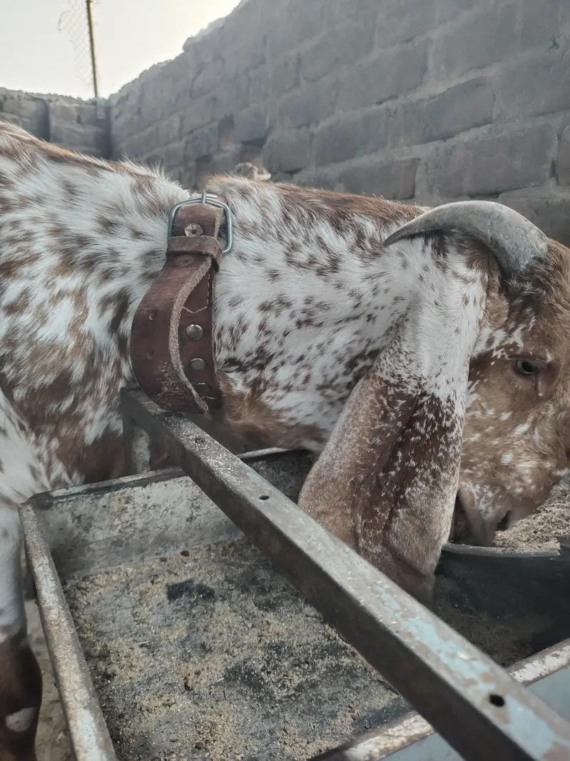 بیتل مکھی چینا بکرا — photo 6