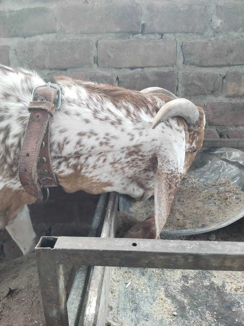 بیتل مکھی چینا بکرا 6