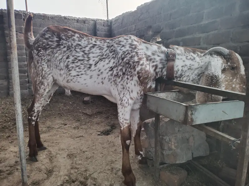 بیتل مکھی چینا بکرا — photo 8