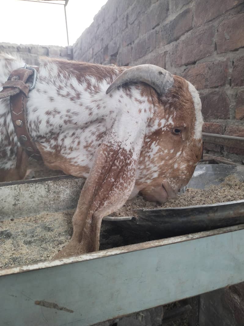 بیتل مکھی چینا بکرا 8