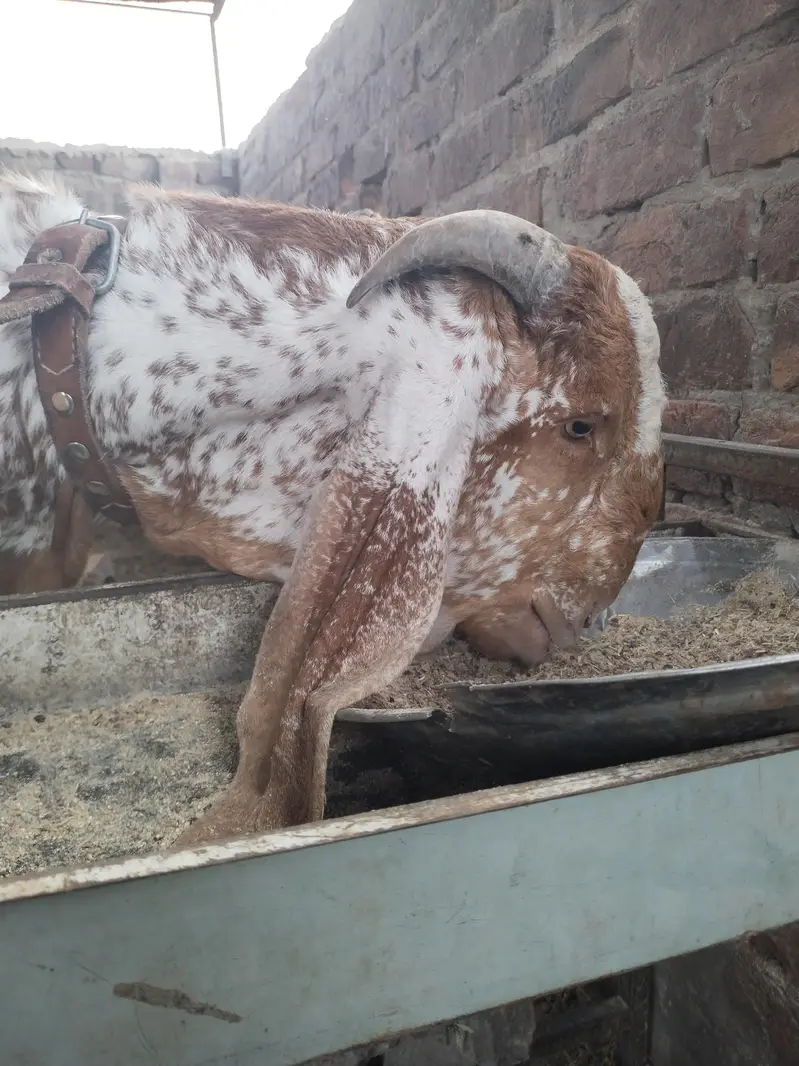 بیتل مکھی چینا بکرا — photo 9