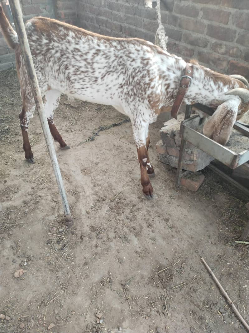 بیتل مکھی چینا بکرا 9