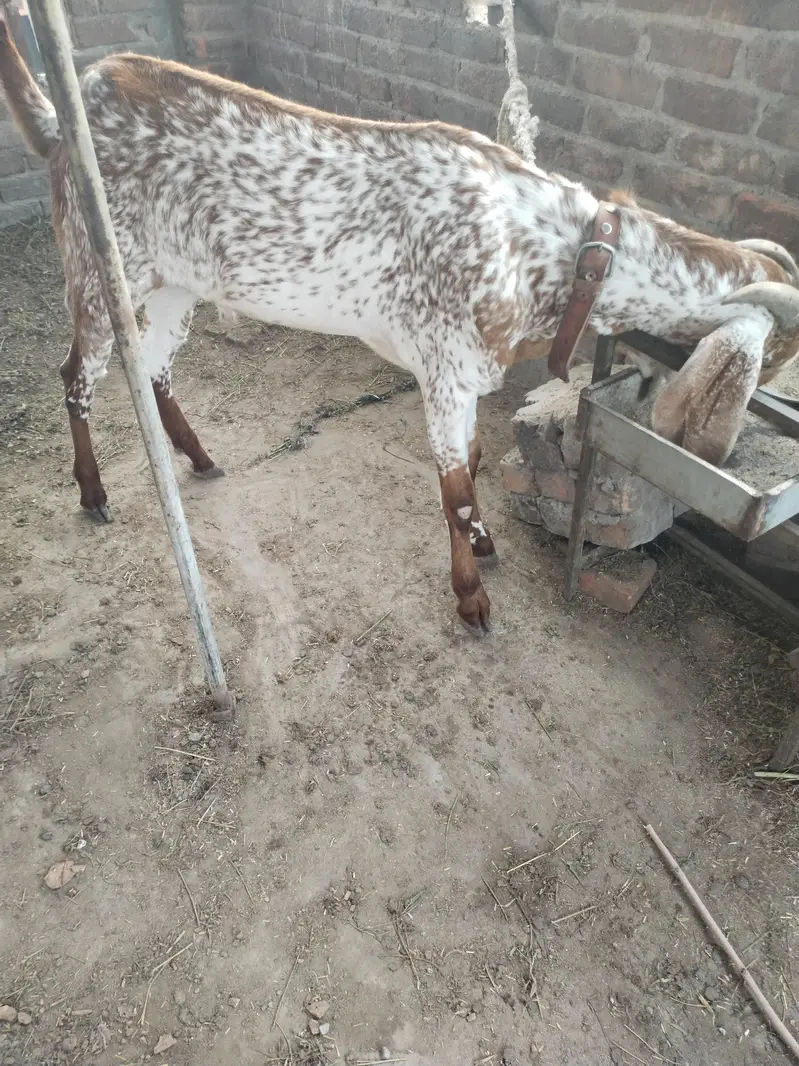 بیتل مکھی چینا بکرا — photo 10