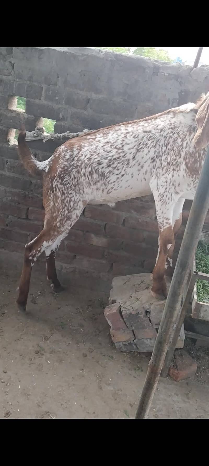 بیتل مکھی چینا بکرا 13