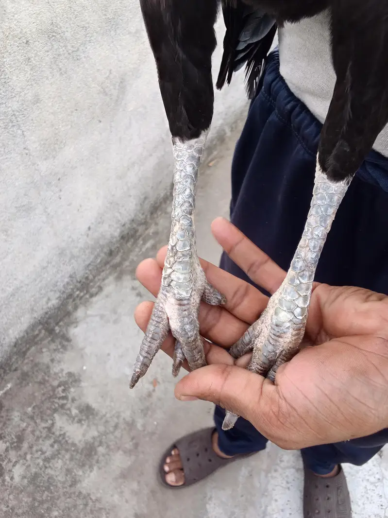 2male and 1 femal sell — photo 2