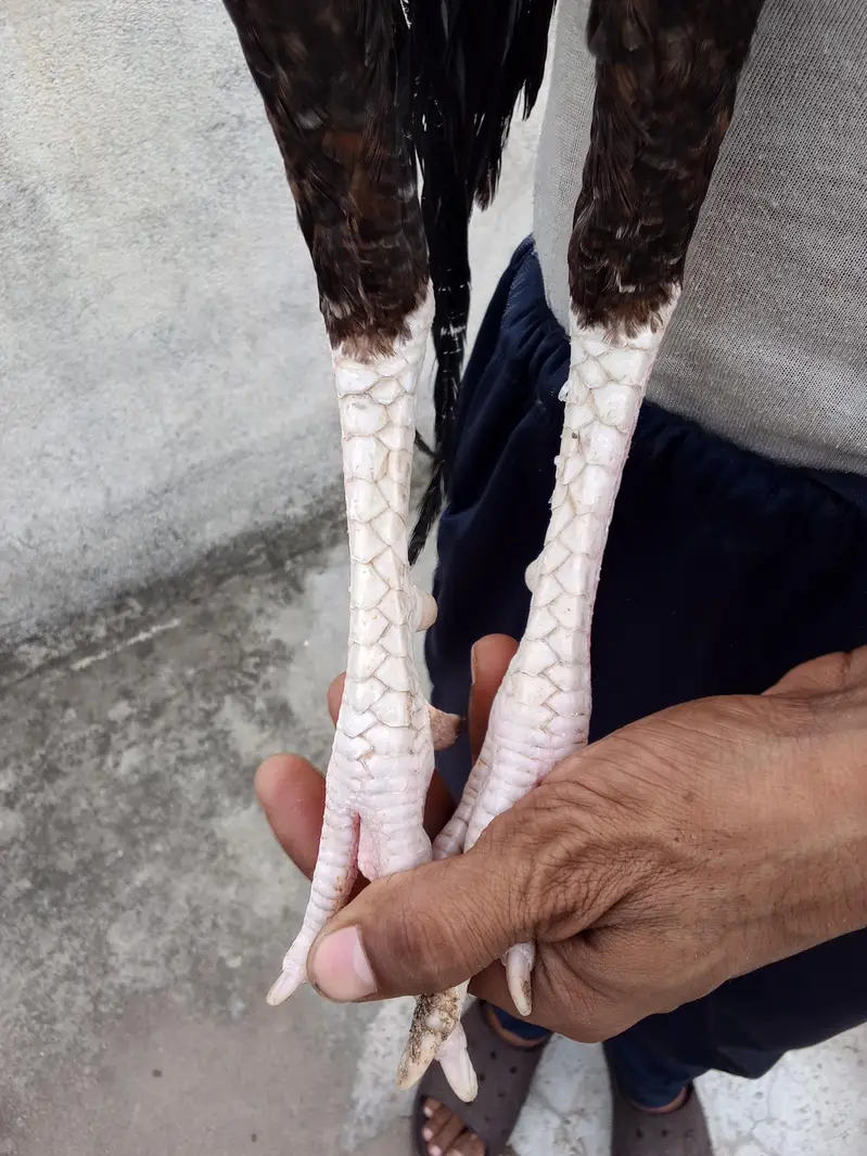 2male and 1 femal sell — photo 8