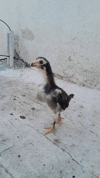 Mashallah healthy and active chicks