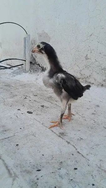 Mashallah healthy and active chicks — photo 2