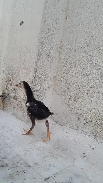 Mashallah healthy and active chicks — photo 3