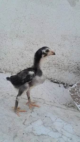 Mashallah healthy and active chicks — photo 5
