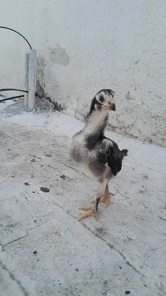 Mashallah healthy and active chicks — photo 6