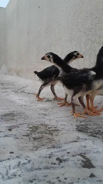 Mashallah healthy and active chicks — photo 7