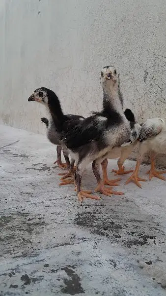 Mashallah healthy and active chicks — photo 8