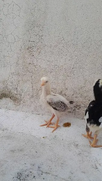 Mashallah healthy and active chicks — photo 9