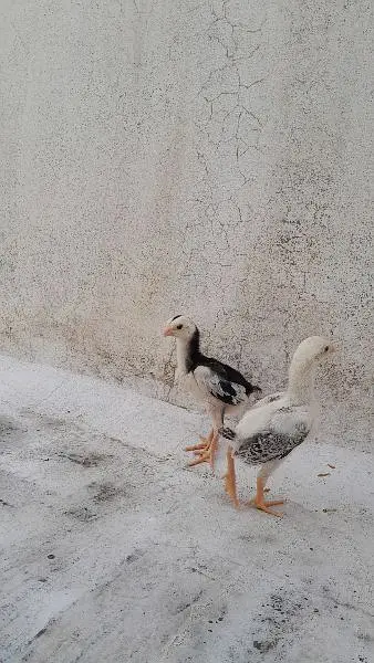Mashallah healthy and active chicks — photo 11