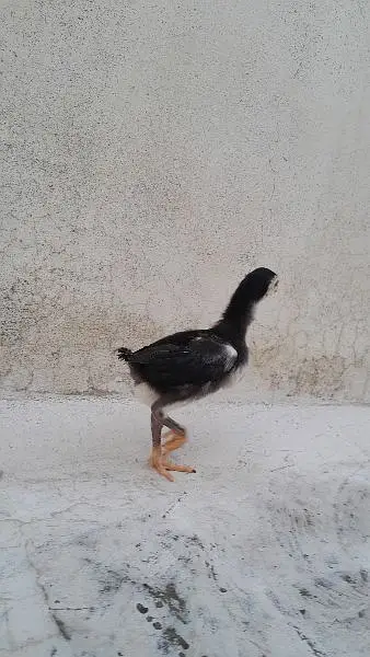 Mashallah healthy and active chicks — photo 12