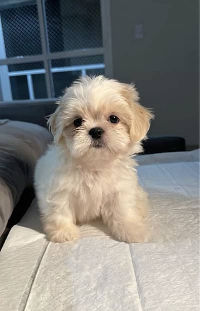 Shihtzu puppy Female 03075273683