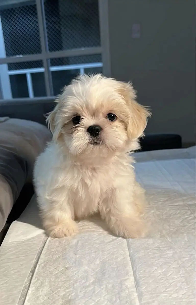 Shihtzu puppy Female 03075273683