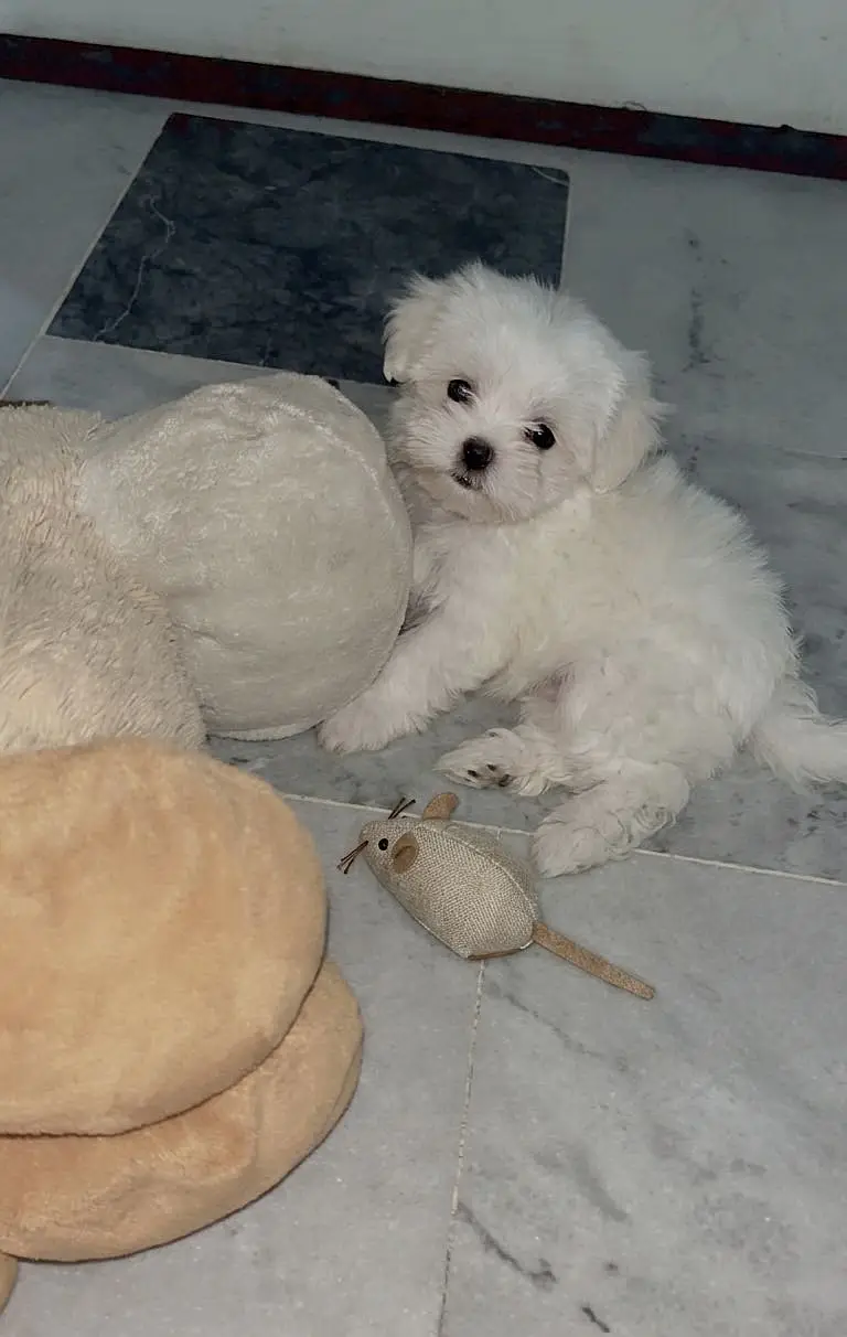 Shihtzu puppy Female 03075273683 — photo 2