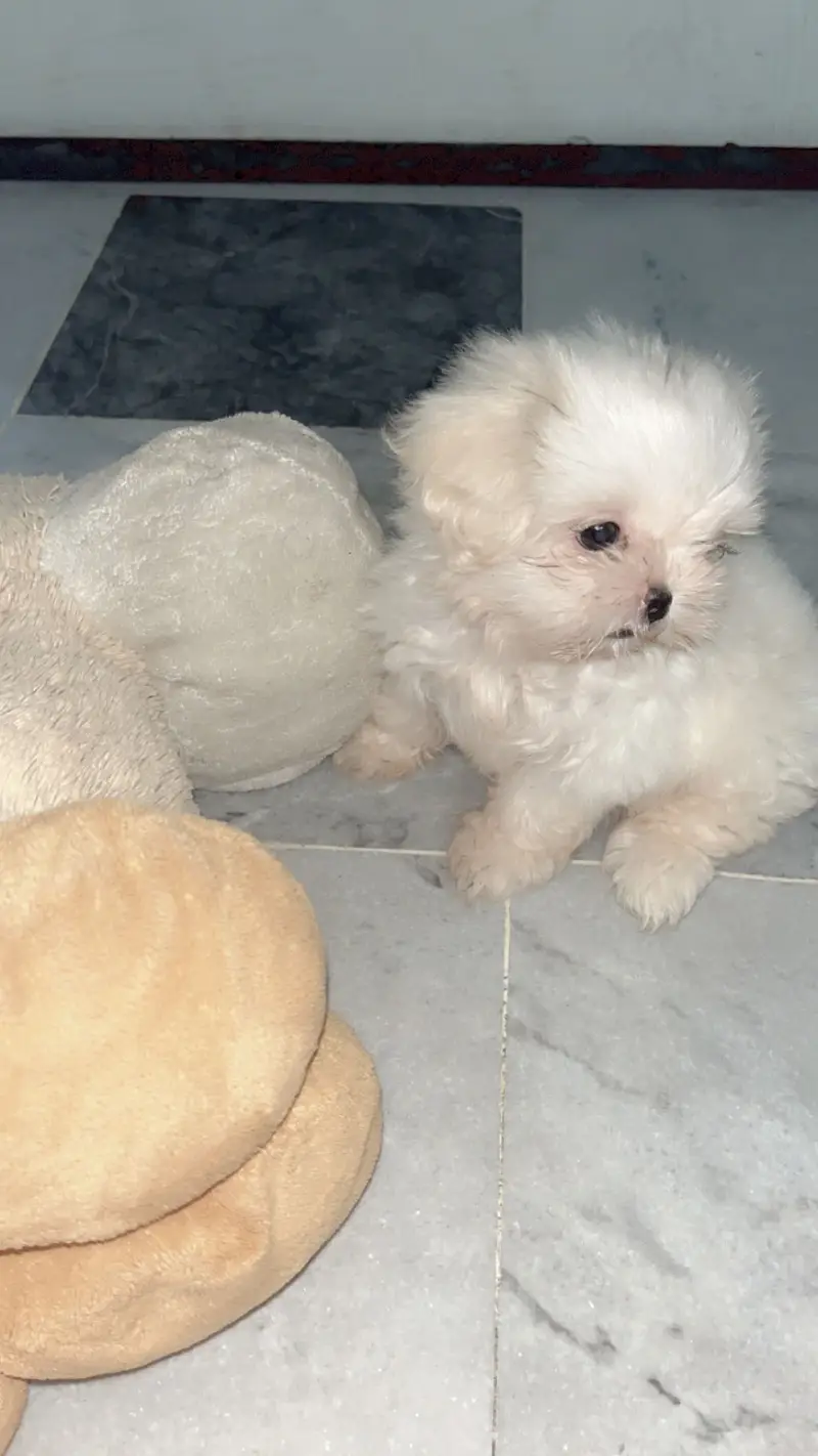 Shihtzu puppy Female 03075273683 — photo 3