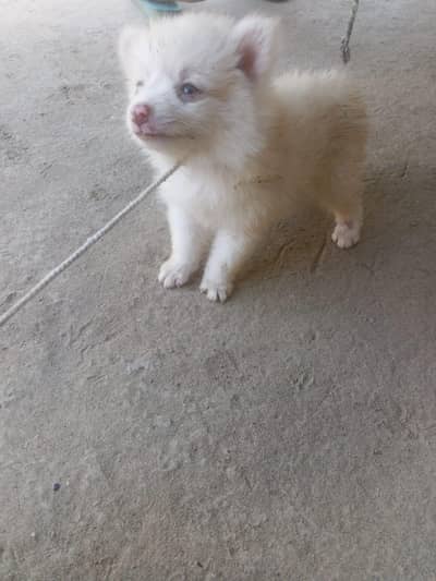 beautiful Russian puppy for sale