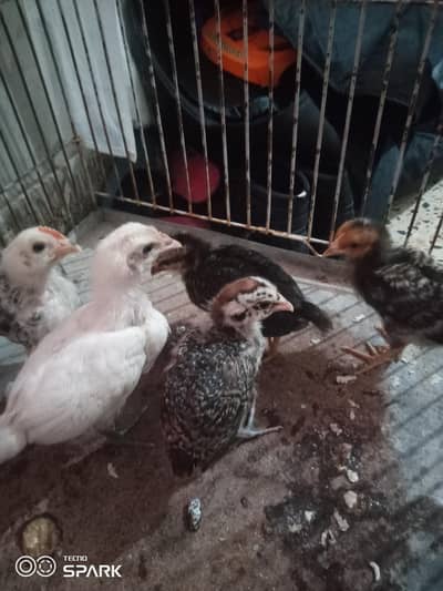 5golden misri for sale