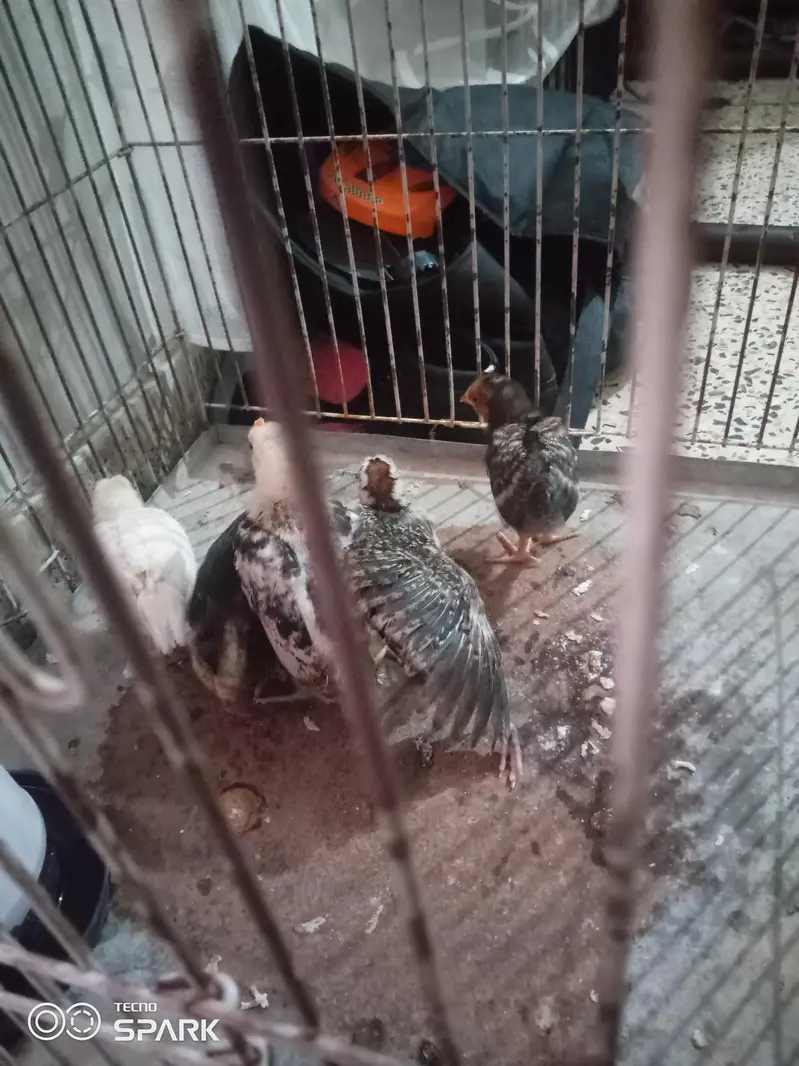 5golden misri for sale — photo 2