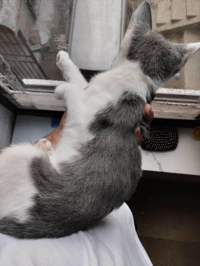 Beautiful Grey and White Male Kitten