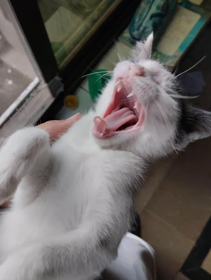 Beautiful Grey and White Male Kitten — photo 2