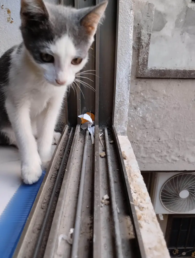 Beautiful Grey and White Male Kitten — photo 3