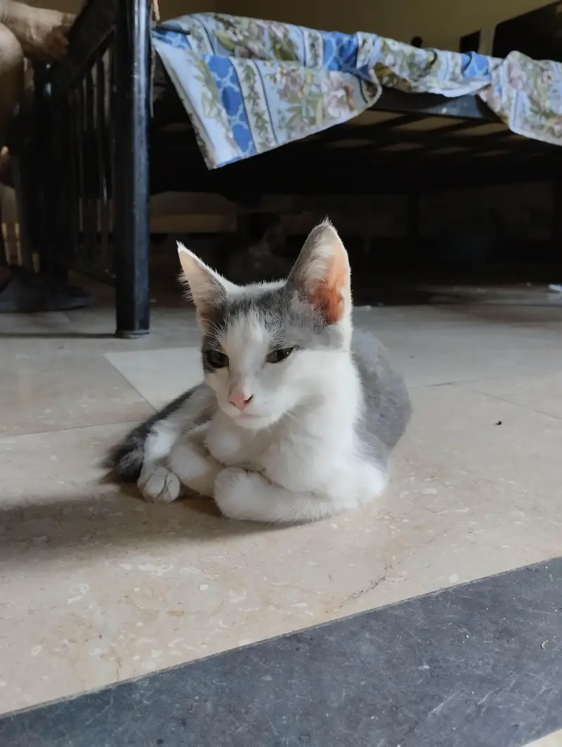Beautiful Grey and White Male Kitten — photo 4