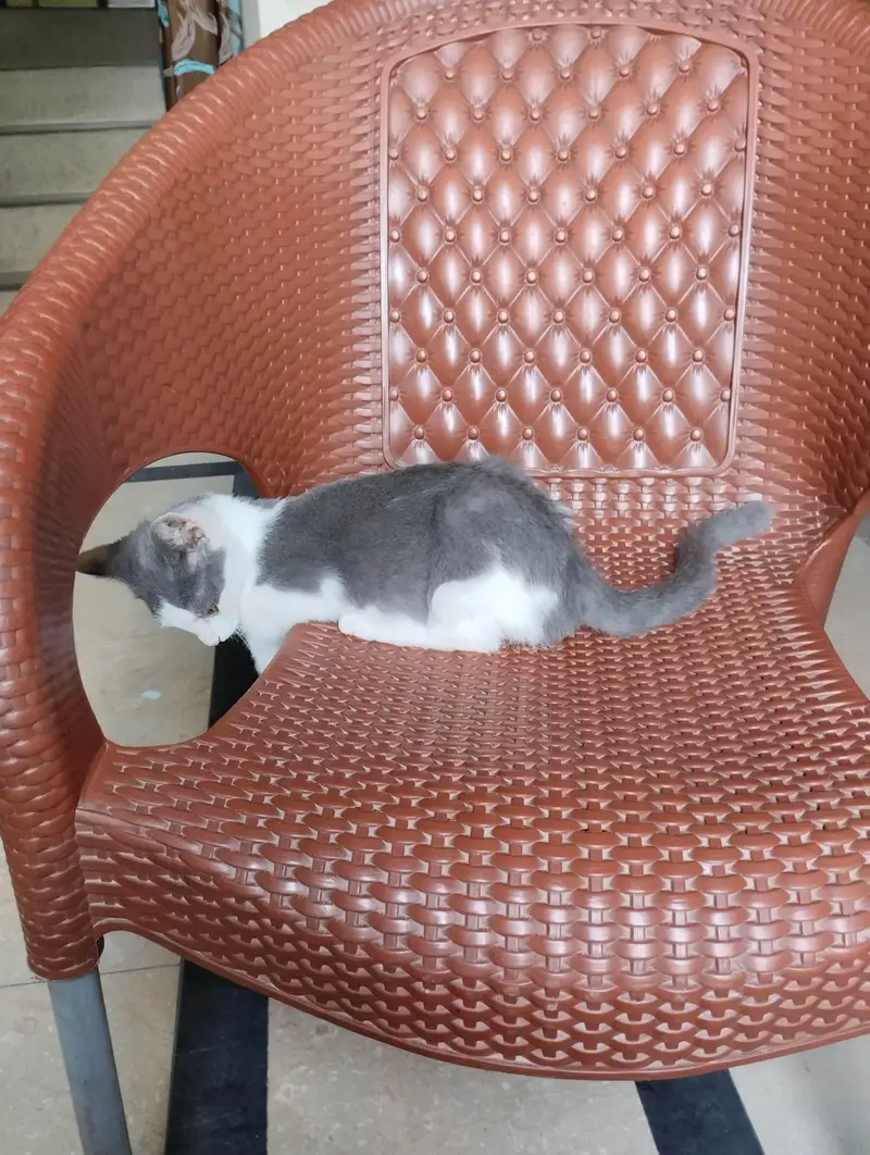 Beautiful Grey and White Male Kitten — photo 5