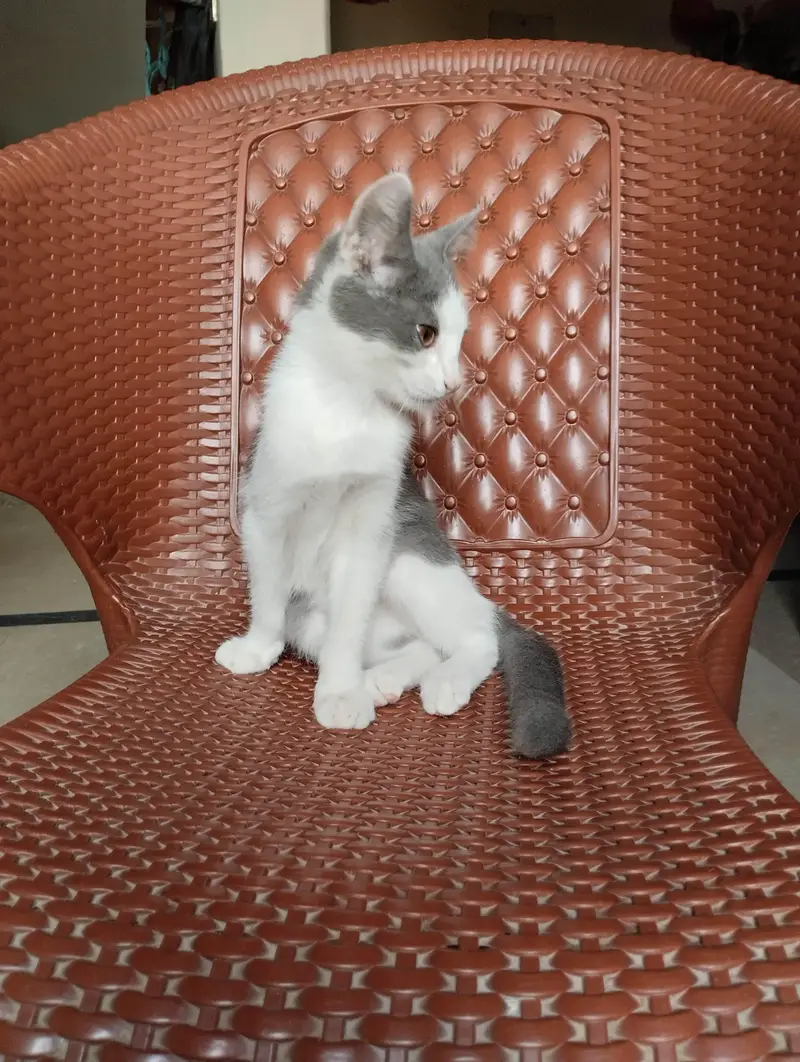 Beautiful Grey and White Male Kitten — photo 6