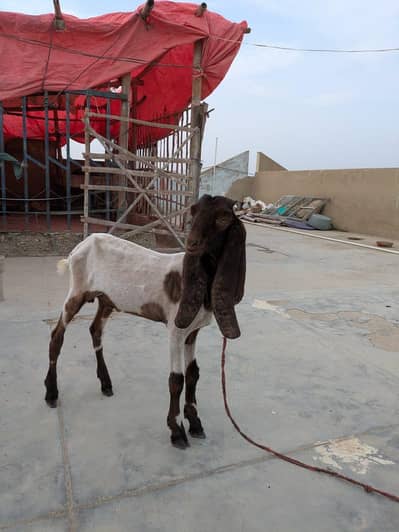 Bakra For Sale