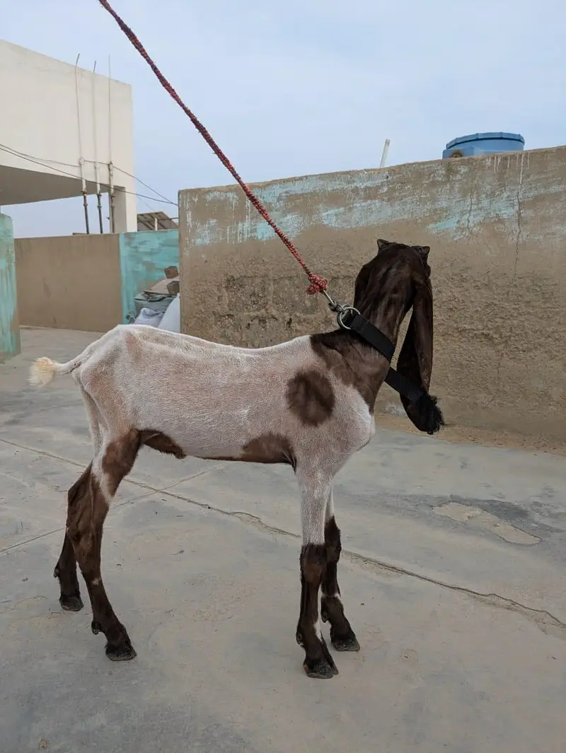 Bakra For Sale — photo 2