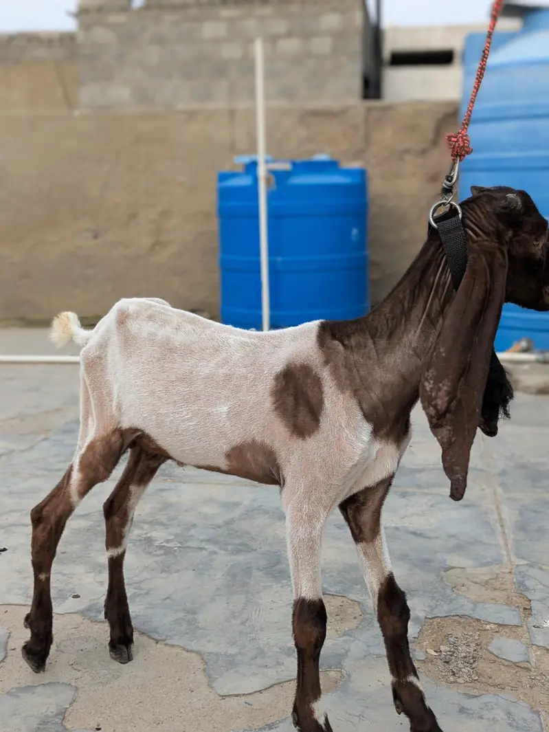 Bakra For Sale — photo 3