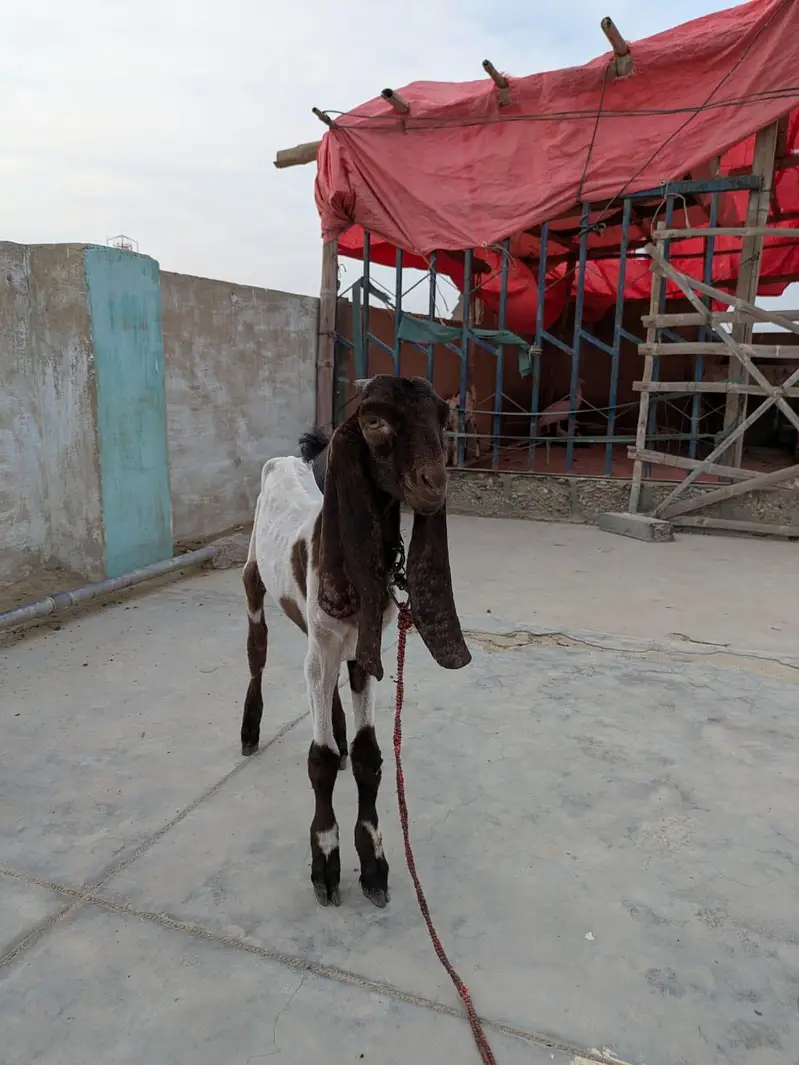 Bakra For Sale — photo 4