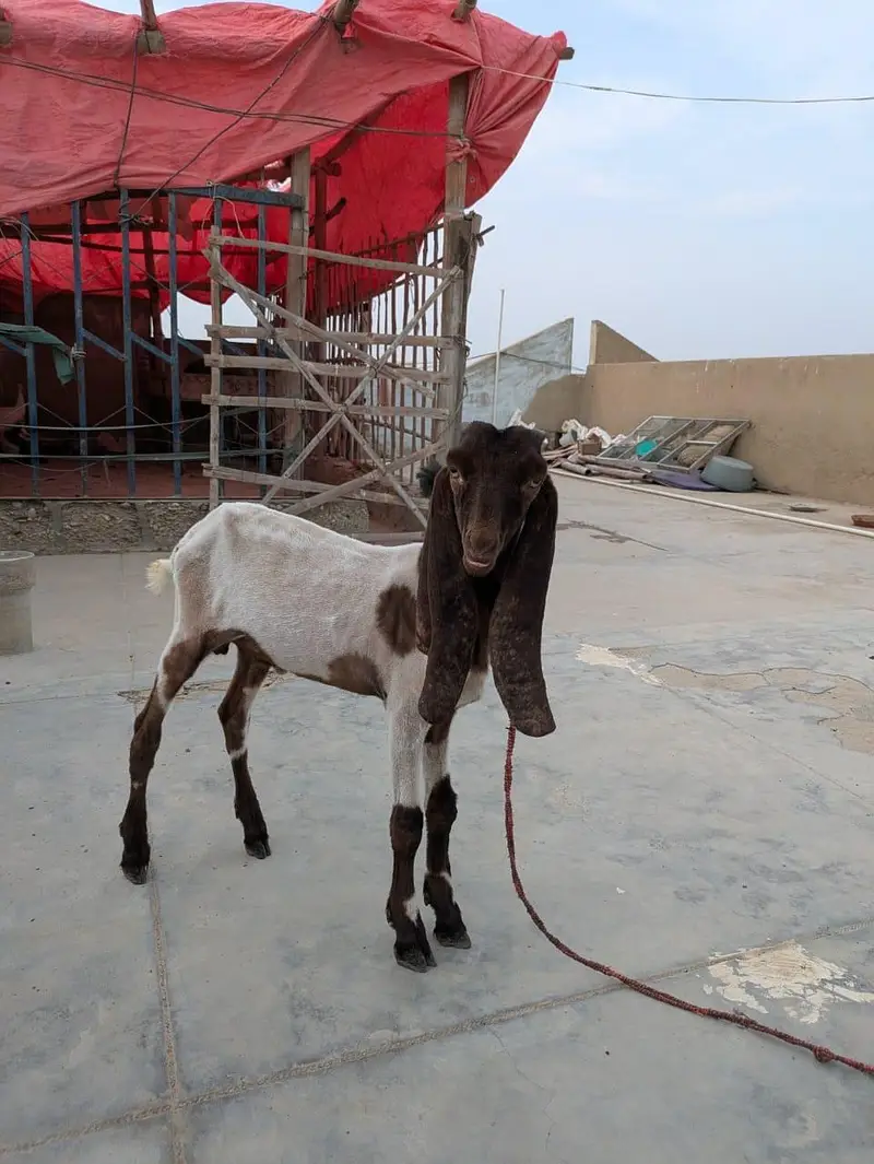 Bakra For Sale — photo 5