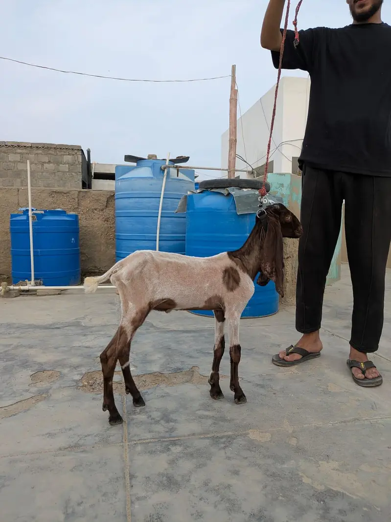Bakra For Sale — photo 6